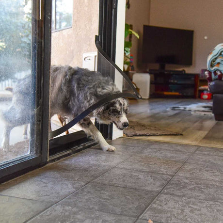 A dog walks through a broken screen door into a house.