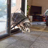 A gray and white dog enters a room through a sliding glass door, with a harness visible on its back.