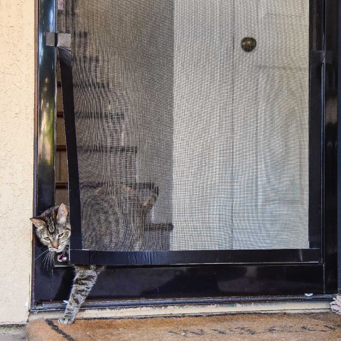 A tabby cat is squeezing through a gap in a black screen door.