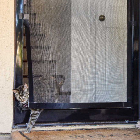 A tabby cat is squeezing through a gap in a black screen door.