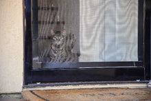 A cat with a collar looks through a screen door.