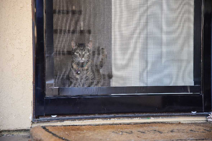 A cat with a collar looks through a screen door.
