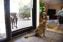 A tabby cat sits indoors near a sliding glass door, looking at a black dog standing outside on a patio.
