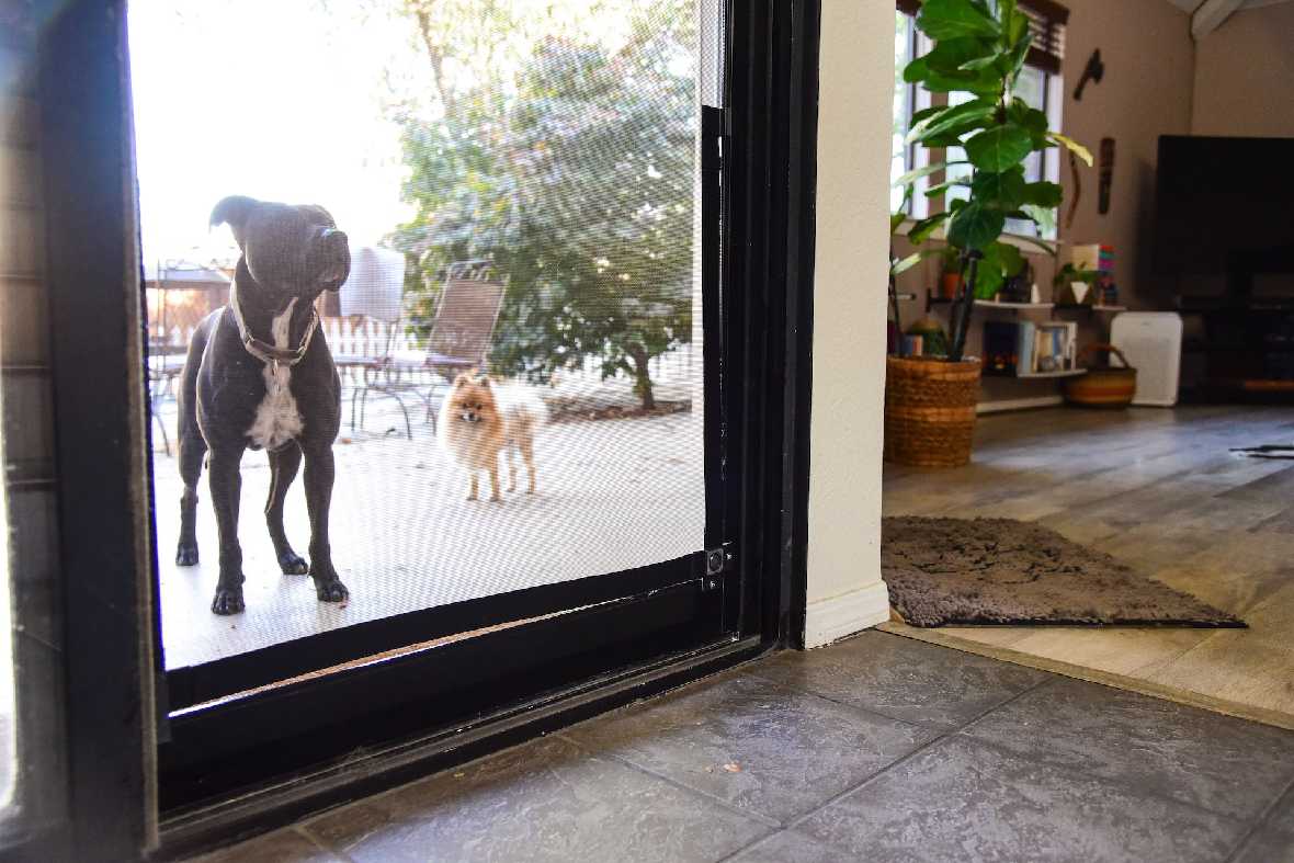 A view through a screen door shows two dogs outside on a patio.