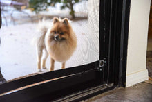A tan Pomeranian dog stands outside a screen door.