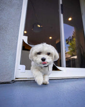 A small, white dog exits through a pet door with its tongue sticking out.
