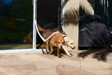Two dogs exit a sliding glass door with a magnetic screen.