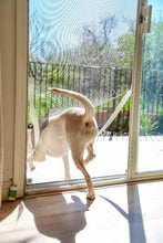 A dog is exiting a sliding glass door through a screen door.