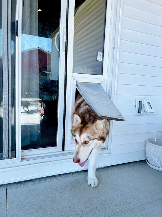 A husky dog is stepping through a pet door in a sliding glass door.