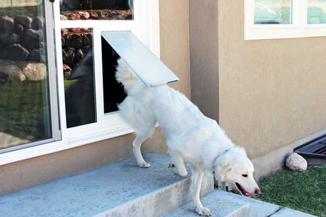 A white dog is coming through a pet door in a sliding glass door.