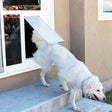 A white dog uses a pet door installed in a window._Color_White