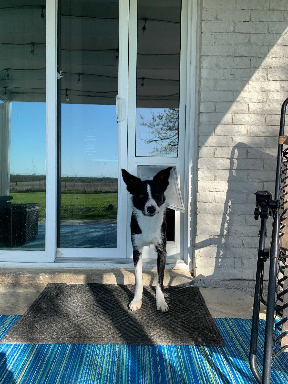 A black and white dog stands in a dog door.