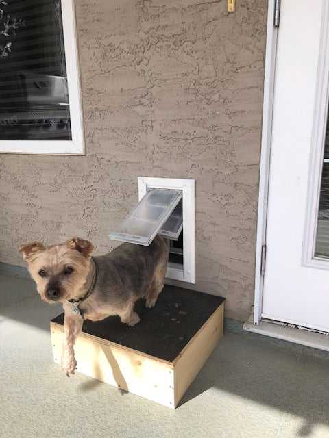 Exterior wall dog sales door