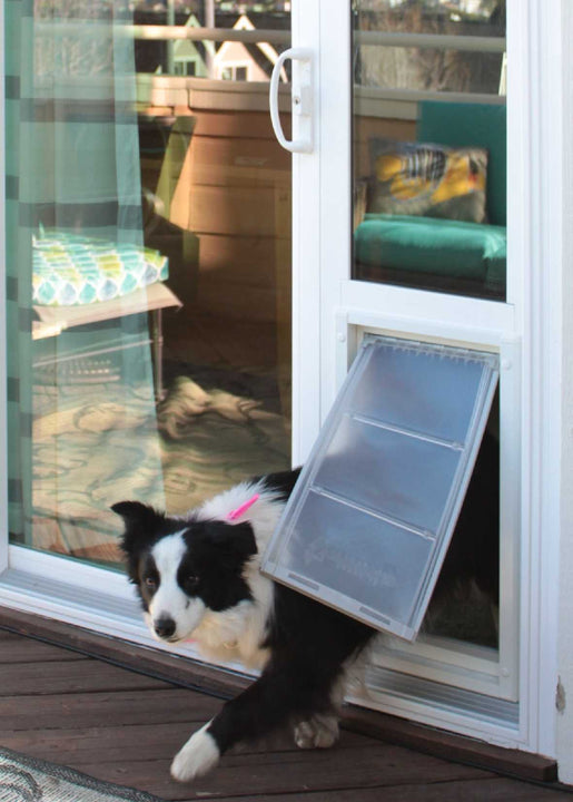 A black and white dog is exiting through a dog door in a sliding glass door.