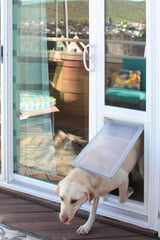 A Labrador Retriever exits a sliding glass door through a doggie door.