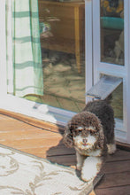 A poodle mix dog walks through a dog door in a sliding glass door.