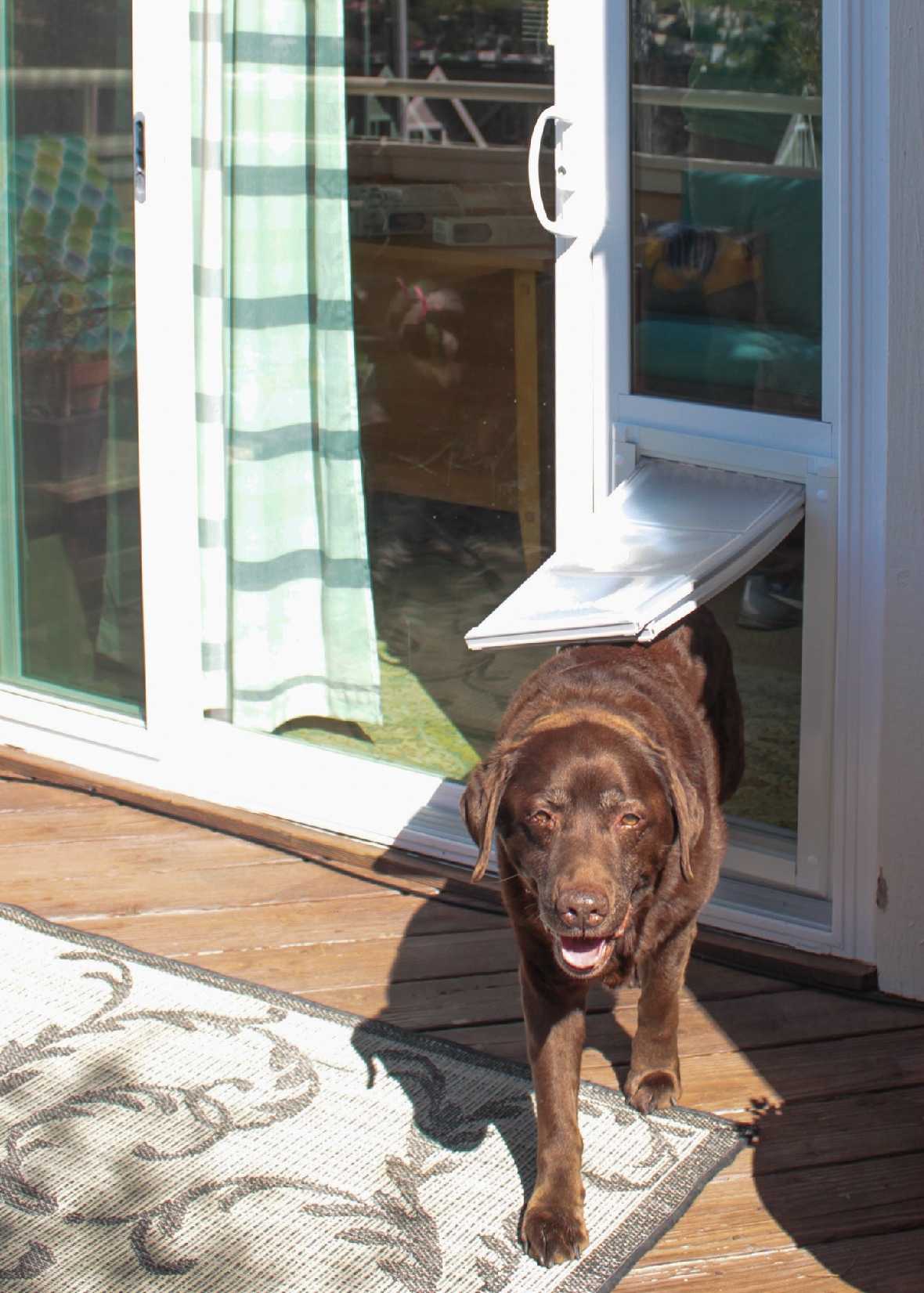 A chocolate Labrador Retriever is walking through a dog door in a glass sliding door onto a deck.