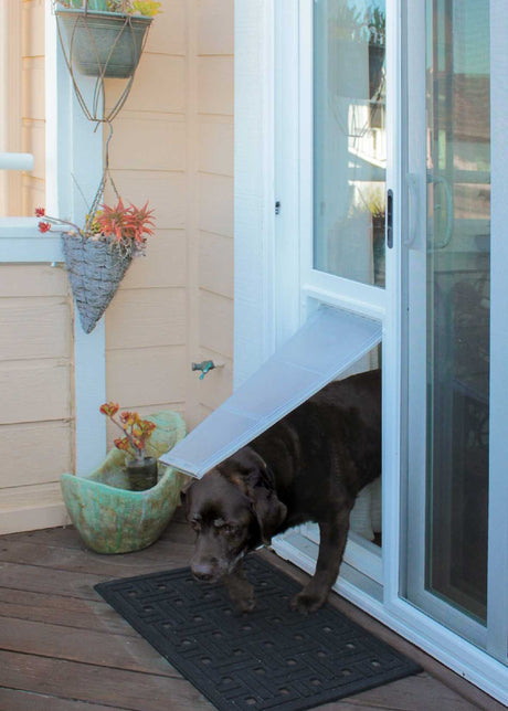 A chocolate Labrador is entering a sliding glass door using an installed pet door.