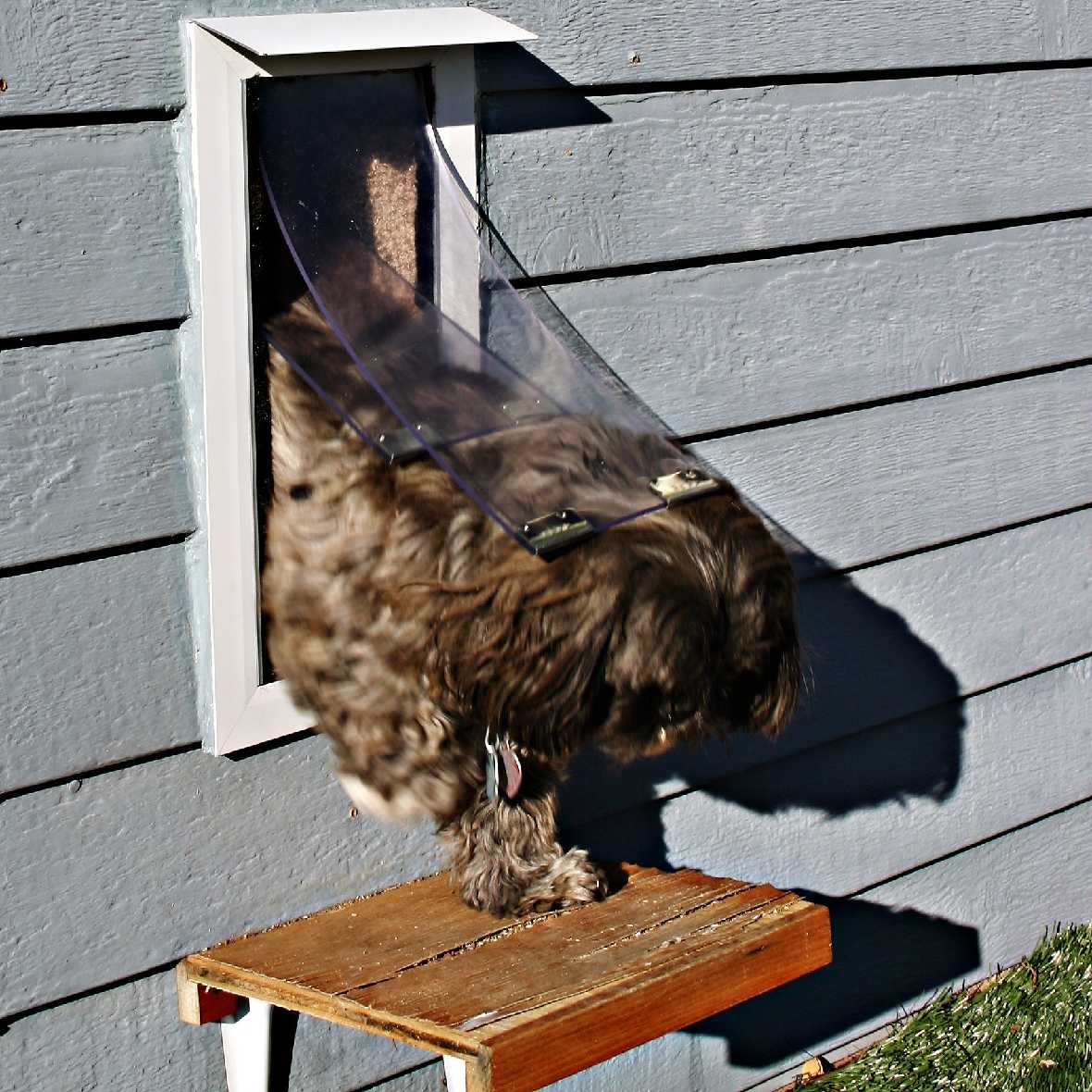 A long-haired dog exits a doggy door in a blue wooden wall, standing on a small wooden platform.