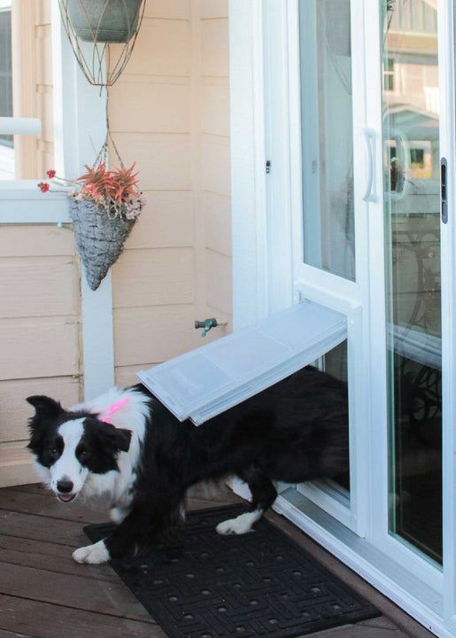 A black and white border collie goes through a pet door installed in a sliding glass door.