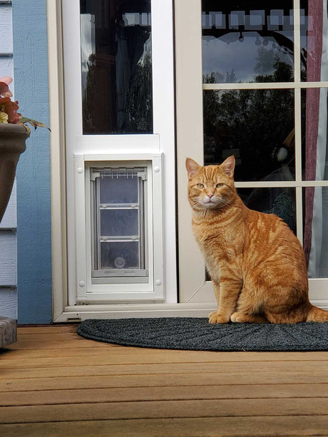 Orange tabby cat sitting on a doormat in front of a glass door with a cat door.
