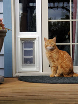 An orange tabby cat sits on a doormat in front of a door with a pet door insert.