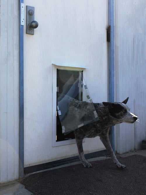 A spotted dog is halfway through a dog door.