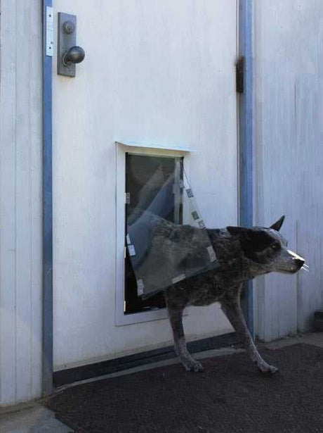 A spotted dog is halfway through a dog door.