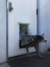 A gray dog is emerging from a dog door in a white building.