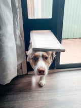 A dog with heterochromia is coming through a dog door.