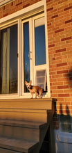 A small tan dog stands on a porch in front of a partially open pet door in a sliding glass door.