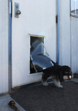 A small, black and gray dog is walking through a dog door in a white building.