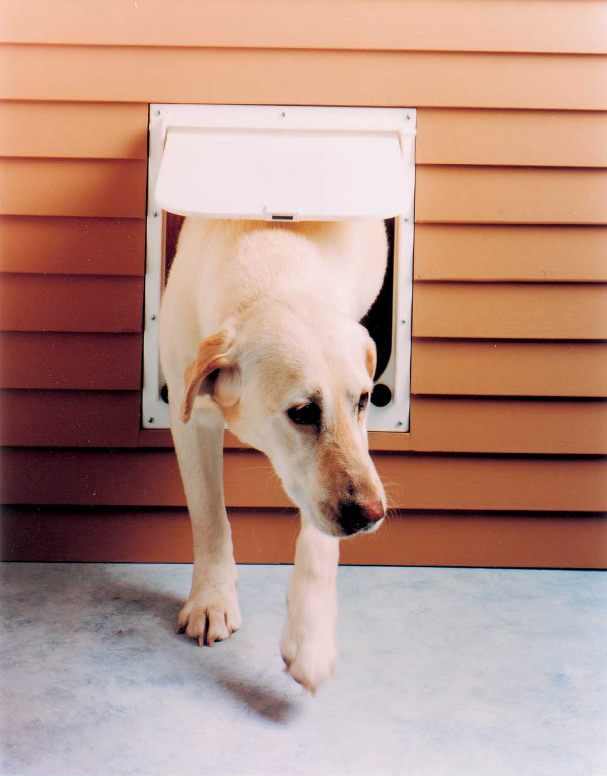 A yellow Labrador Retriever is going through a dog door in a house's siding.