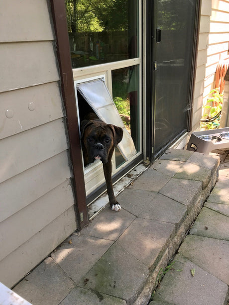 A brindle Boxer dog is partially through a dog door_Color_Beige