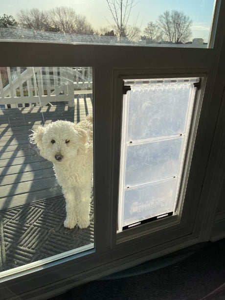 A fluffy white dog stands outside a glass door with a pet door insert.