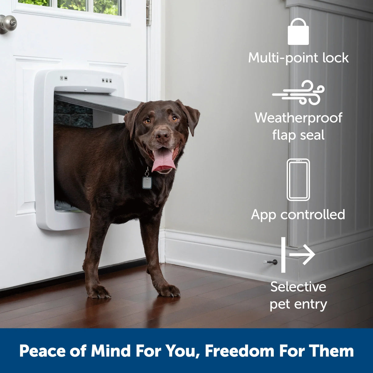 A brown Labrador Retriever exits through an electronic dog door.