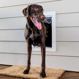 A brown dog standing on a rug is partially inside a dog door.