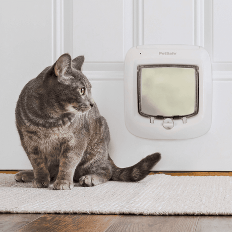 A gray tabby cat sits near a PetSafe cat door installed in a white door.