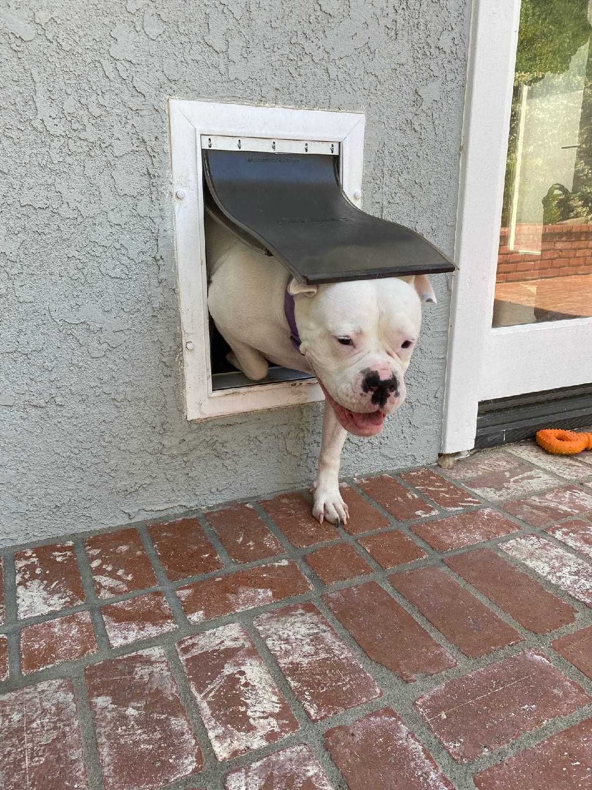 A white bulldog with a black nose exits a dog door.