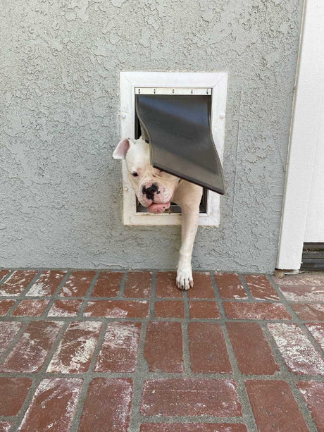 A white dog is halfway through a dog door in a textured grey wall.