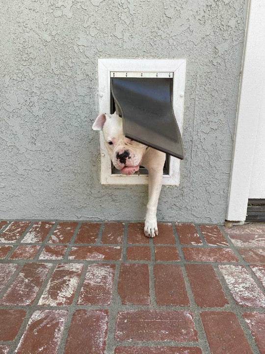 PetSafe Wall Entry Pet Door