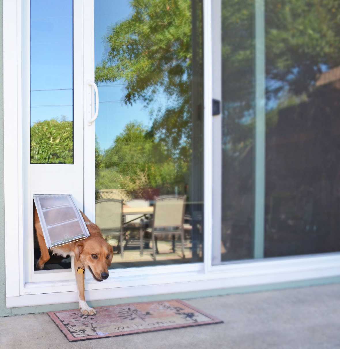 A dog going through a dog door in a sliding glass door.