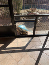 A tortoise is partially visible through a pet door.