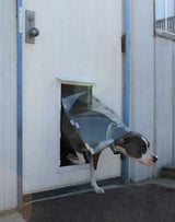 A dog wearing a cone maneuvers through a dog door.