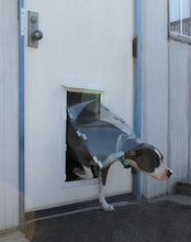 A gray and white dog is exiting a dog door.