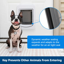 Boston Terrier dog sits next to a white dog door.