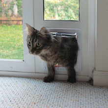 A tabby cat is standing halfway through a white plastic pet door.