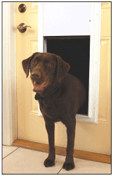 Door Installation: How To Install Pet Door